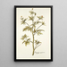 Ranunculus canadensis - Nikolaus Joseph Freiherr von Jacquin — gerahmtes Bild an der Wand