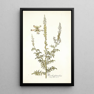 Nikolaus Joseph Freiherr von Jacquin - Reseda fruticolosa.webp