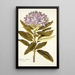 Rhododendron ponticum - Nikolaus Joseph Freiherr von Jacquin — gerahmtes Bild an der Wand