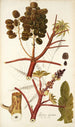 Ricinus inermis - Nikolaus Joseph Freiherr von Jacquin — Ansicht des Kunstwerks