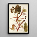 Ricinus inermis - Nikolaus Joseph Freiherr von Jacquin — gerahmtes Bild an der Wand