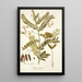 Robinia vesicaria - Nikolaus Joseph Freiherr von Jacquin — gerahmtes Bild an der Wand