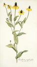 Rudbeckia amplexifolia - Nikolaus Joseph Freiherr von Jacquin — Ansicht des Kunstwerks