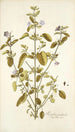 Ruellia patula - Nikolaus Joseph Freiherr von Jacquin — Ansicht des Kunstwerks