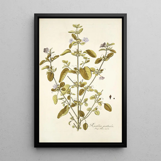 Nikolaus Joseph Freiherr von Jacquin - Ruellia patula.webp