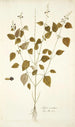 Salvia serotina - Nikolaus Joseph Freiherr von Jacquin — Ansicht des Kunstwerks