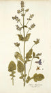 Salvia abyssinica - Nikolaus Joseph Freiherr von Jacquin — Ansicht des Kunstwerks