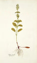 Salvia viridis - Nikolaus Joseph Freiherr von Jacquin — Ansicht des Kunstwerks