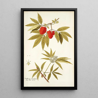 Nikolaus Joseph Freiherr von Jacquin - Sambucus racemosa.webp