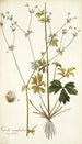 Sanicula marilandica - Nikolaus Joseph Freiherr von Jacquin — Ansicht des Kunstwerks