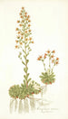 Saxifraga mutata - Nikolaus Joseph Freiherr von Jacquin — Ansicht des Kunstwerks