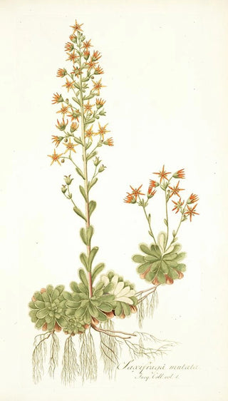 Nikolaus Joseph Freiherr von Jacquin - Saxifraga mutata.webp