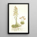 Saxifraga mutata - Nikolaus Joseph Freiherr von Jacquin — gerahmtes Bild an der Wand