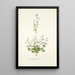 Saxifraga petaea - Nikolaus Joseph Freiherr von Jacquin — gerahmtes Bild an der Wand