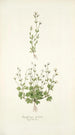 Saxifraga petaea - Nikolaus Joseph Freiherr von Jacquin — Ansicht des Kunstwerks