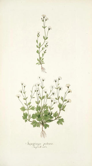 Nikolaus Joseph Freiherr von Jacquin - Saxifraga petaea.webp