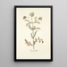 Scabiosa monspeliensis - Nikolaus Joseph Freiherr von Jacquin — gerahmtes Bild an der Wand