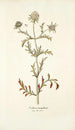 Scabiosa monspeliensis - Nikolaus Joseph Freiherr von Jacquin — Ansicht des Kunstwerks