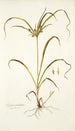 Schoenus umbellatus - Nikolaus Joseph Freiherr von Jacquin — Ansicht des Kunstwerks