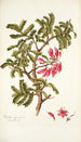 Schotia speciosa - Nikolaus Joseph Freiherr von Jacquin — Ansicht des Kunstwerks