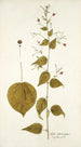 Sida atrosanguinea - Nikolaus Joseph Freiherr von Jacquin — Ansicht des Kunstwerks