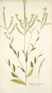 Sisymbrium hispanicum - Nikolaus Joseph Freiherr von Jacquin — Ansicht des Kunstwerks