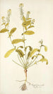 Sisymbrium molle - Nikolaus Joseph Freiherr von Jacquin — Ansicht des Kunstwerks