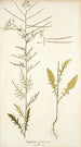 Sisymbrium pannonicum - Nikolaus Joseph Freiherr von Jacquin — Ansicht des Kunstwerks