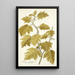 Solanum aculeatissimum - Nikolaus Joseph Freiherr von Jacquin — gerahmtes Bild an der Wand