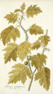 Solanum aculeatissimum - Nikolaus Joseph Freiherr von Jacquin — Ansicht des Kunstwerks