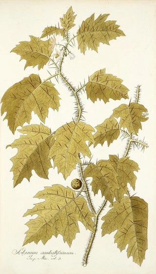 Nikolaus Joseph Freiherr von Jacquin - Solanum aculeatissimum.webp