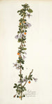 Solanum aggregatum - Nikolaus Joseph Freiherr von Jacquin — Ansicht des Kunstwerks