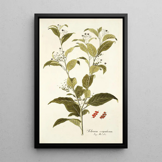 Nikolaus Joseph Freiherr von Jacquin - Solanum corymbosum.webp