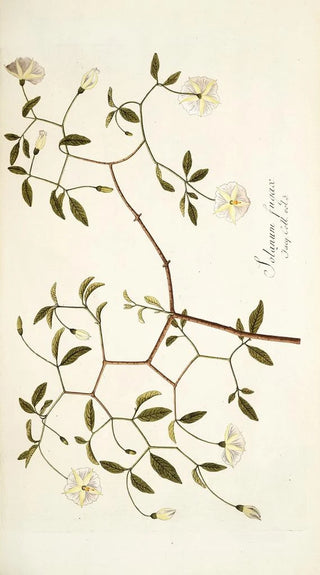 Nikolaus Joseph Freiherr von Jacquin - Solanum fugax.webp