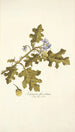 Solanum fuscatum - Nikolaus Joseph Freiherr von Jacquin — Ansicht des Kunstwerks