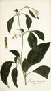 Solanum lanceaefolium - Nikolaus Joseph Freiherr von Jacquin — Ansicht des Kunstwerks