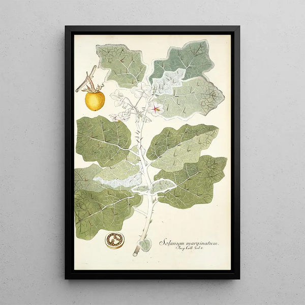 Solanum marginatum - Nikolaus Joseph Freiherr von Jacquin — gerahmtes Bild an der Wand