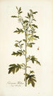Solanum milleri - Nikolaus Joseph Freiherr von Jacquin — Ansicht des Kunstwerks
