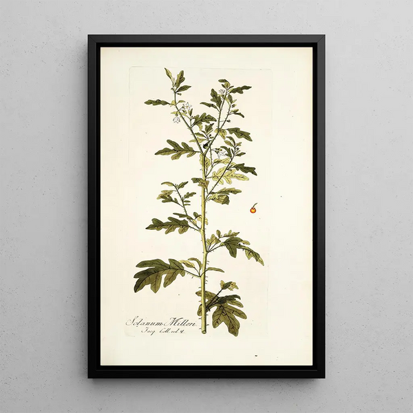 Solanum milleri - Nikolaus Joseph Freiherr von Jacquin — gerahmtes Bild an der Wand