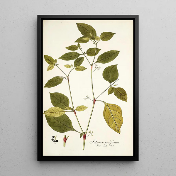 Solanum nodiflorum - Nikolaus Joseph Freiherr von Jacquin — gerahmtes Bild an der Wand