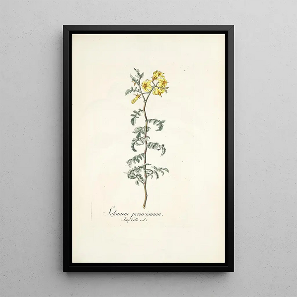 Solanum peruvianum - Nikolaus Joseph Freiherr von Jacquin — gerahmtes Bild an der Wand