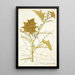 Solanum stramonifolium - Nikolaus Joseph Freiherr von Jacquin — gerahmtes Bild an der Wand