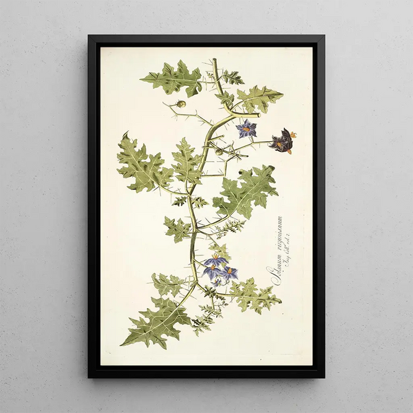 Solanum virginianum - Nikolaus Joseph Freiherr von Jacquin — gerahmtes Bild an der Wand