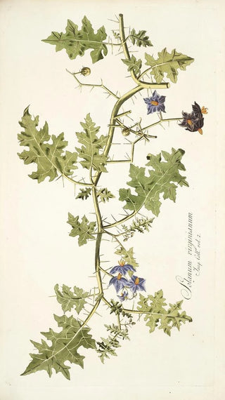 Nikolaus Joseph Freiherr von Jacquin - Solanum virginianum.webp