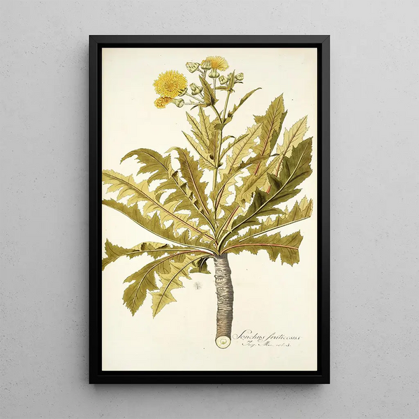 Sonchus fruticosus - Nikolaus Joseph Freiherr von Jacquin — gerahmtes Bild an der Wand