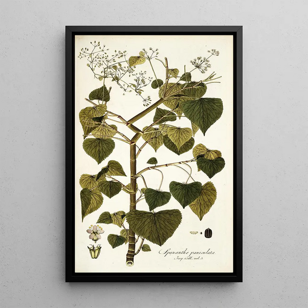 Spananthe paniculata - Nikolaus Joseph Freiherr von Jacquin — gerahmtes Bild an der Wand