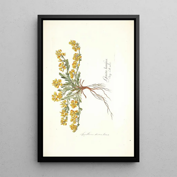 Spartium decumbens - Nikolaus Joseph Freiherr von Jacquin — gerahmtes Bild an der Wand