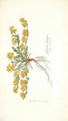 Spartium decumbens - Nikolaus Joseph Freiherr von Jacquin — Ansicht des Kunstwerks