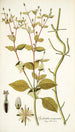 Spilanthus exasperata - Nikolaus Joseph Freiherr von Jacquin — Ansicht des Kunstwerks