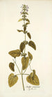 Stachys canariensis - Nikolaus Joseph Freiherr von Jacquin — Ansicht des Kunstwerks